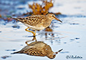 Calidris melanotos